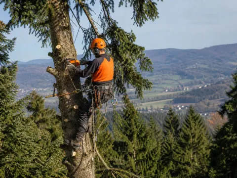 Toaletare de brad la înălțime — alpinism utilitar